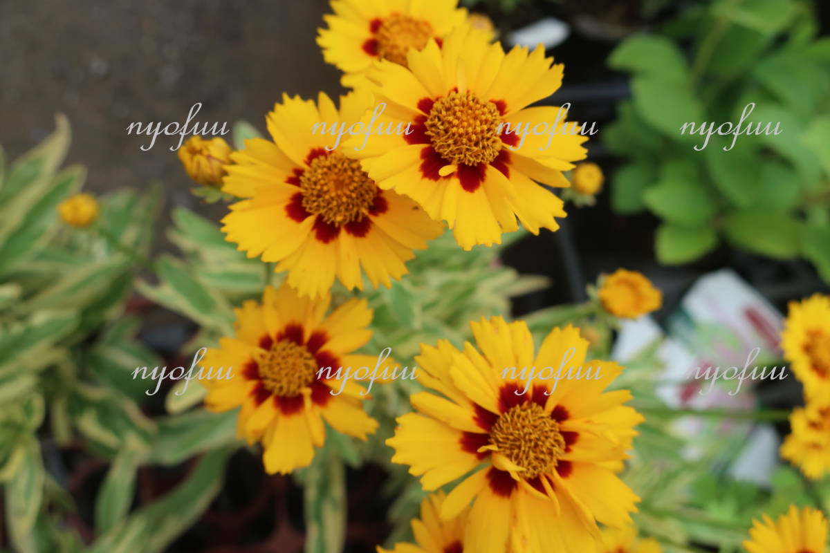 斑入り コレオプシス グランディフローラ バリエガータ 宿根 耐寒 キンケイ菊 キンケイギク 山野草 ガーデニング 地植え 花 売買されたオークション情報 Yahooの商品情報をアーカイブ公開 オークファン Aucfan Com 斑入り コレオプシス グランディフローラ バリエガータ 宿根 耐寒 キンケイ菊 キンケイギク 山野草 ガーデニング 地植え 花 売買されたオークション情報 Yahooの商品情報をアーカイブ公開 オークファン Aucfan Com