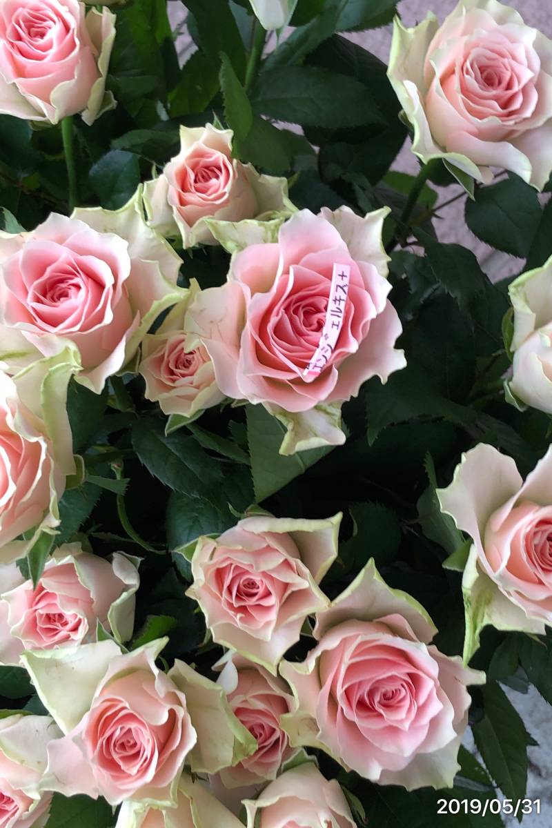 切り花品種 エンジェルキス ウェーブの花びらが印象的 挿し木苗 バラ 売買されたオークション情報 Yahooの商品情報をアーカイブ公開 オークファン Aucfan Com