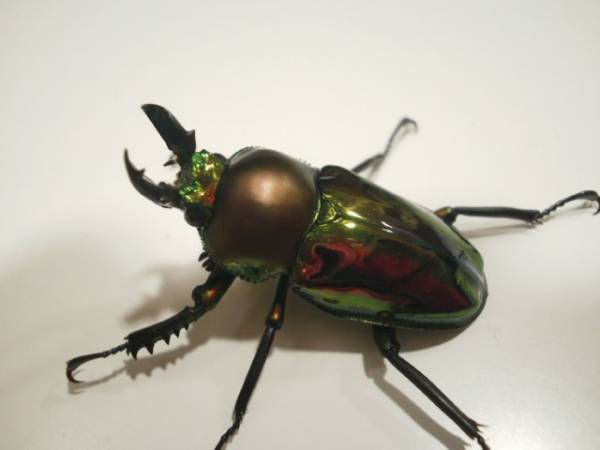 アクベシアヌスミヤマクワガタ 成虫 オス♂85.2mm(アクベシアヌス 
