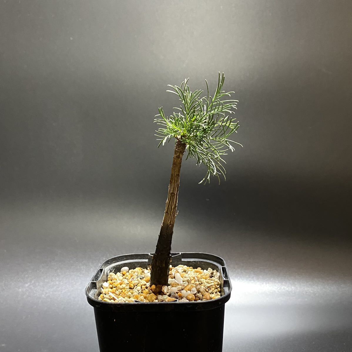 コミフォラ クラウセリアーナ クラウゼリアナ commiphora kraeuseliana