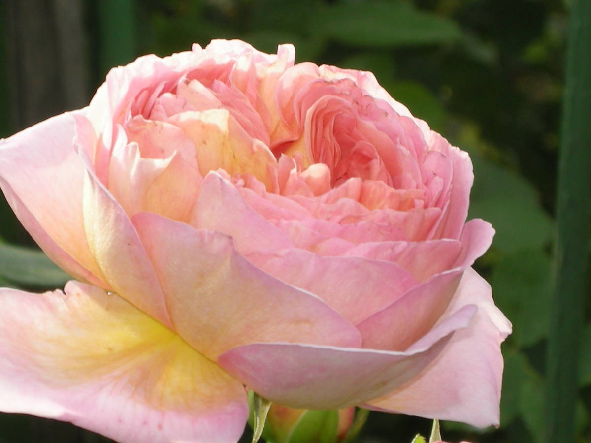 TR-8 挿木苗 イチジク - メルカリ