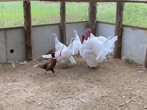 有精卵 七面鳥のヤフオク の相場 価格を見る ヤフオク の有精卵 七面鳥のオークション売買情報は18件が掲載されています