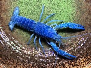 21年07月 ヤフオク のその他の相場 価格を見る ヤフオク のオークションのその他売買情報は1 530件が掲載されています