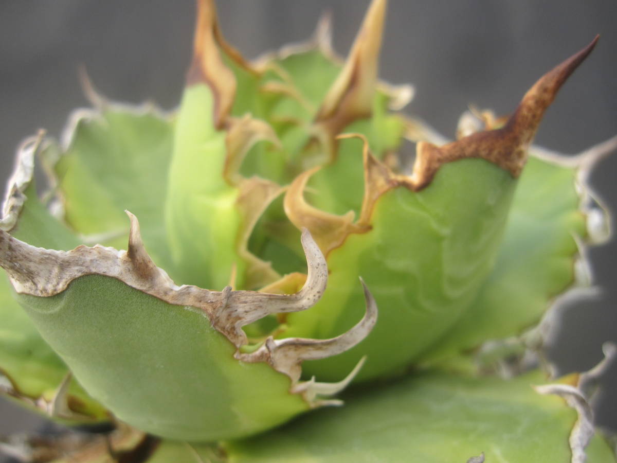 限定セール，人気 Agave sp. No.1 錦 覆輪 アガベ/チタノータGJ10(サボテン)｜売買されたオークション情報、yahooの商品情報をアーカイブ公開 - オークファン サボテン