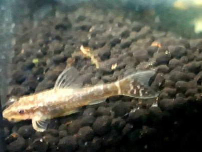 オトシンネグロの平均価格は4 303円 ヤフオク 等のオトシンネグロのオークション売買情報は40件が掲載されています