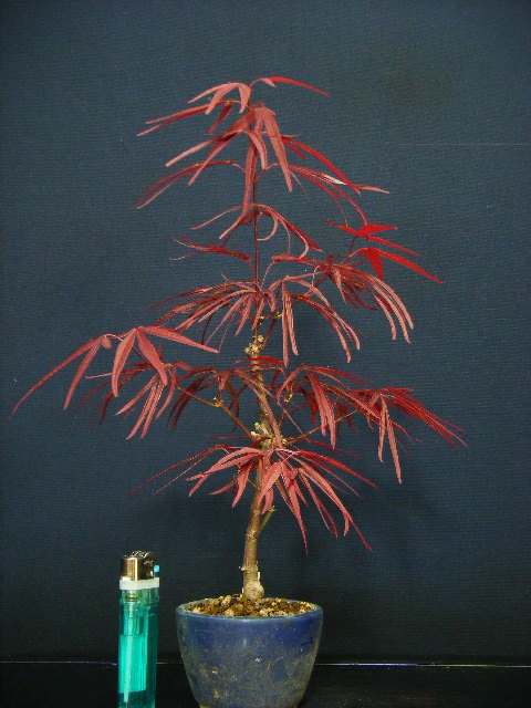 枝垂れ 紅葉盆栽 盆栽 紅葉 獅子頭 樹高 約18cm 20cm もみじ Acer