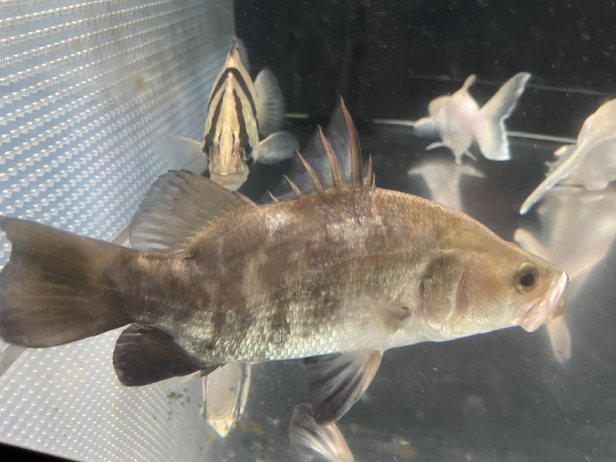 手渡しのみ発送出来ません。プレセボ placebo layz potato レイズポテト