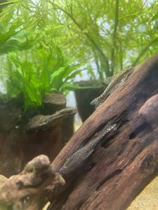 オトシンネグロの平均価格は4 303円 ヤフオク 等のオトシンネグロのオークション売買情報は40件が掲載されています