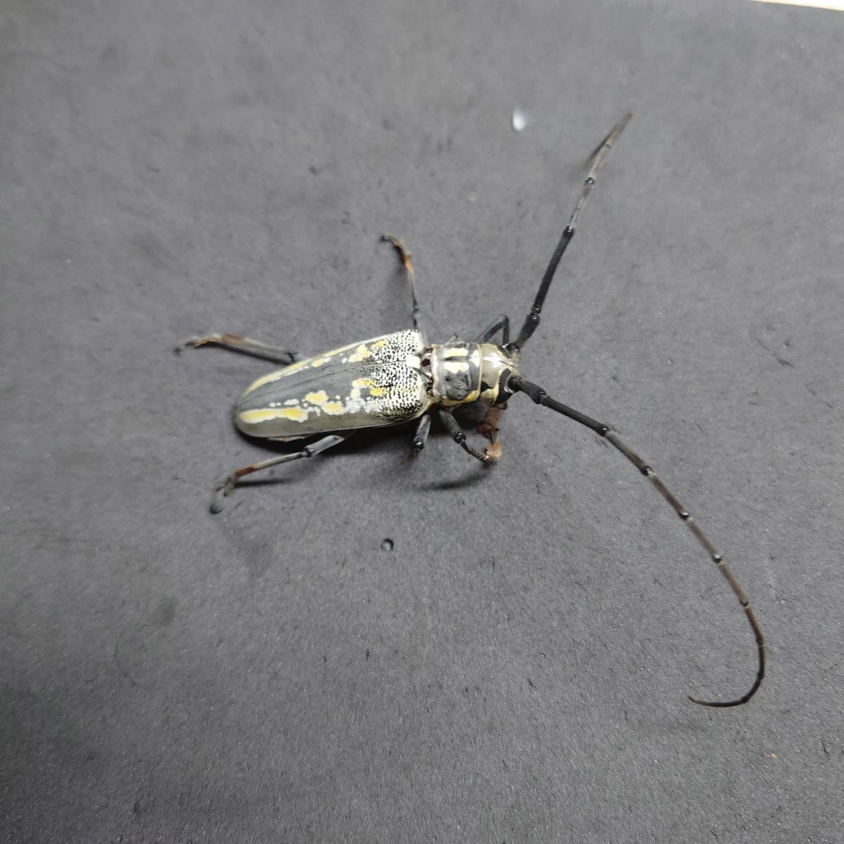 生体 極小 シロスジカミキリ 虫類 売買されたオークション情報 Yahooの商品情報をアーカイブ公開 オークファン Aucfan Com