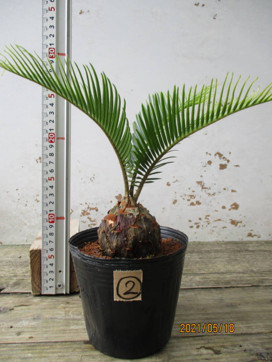 ソテツ変わり葉 135ポット 観葉植物 奄美大島産ソテツ 観葉植物 売買されたオークション情報 Yahooの商品情報をアーカイブ公開 オークファン Aucfan Com