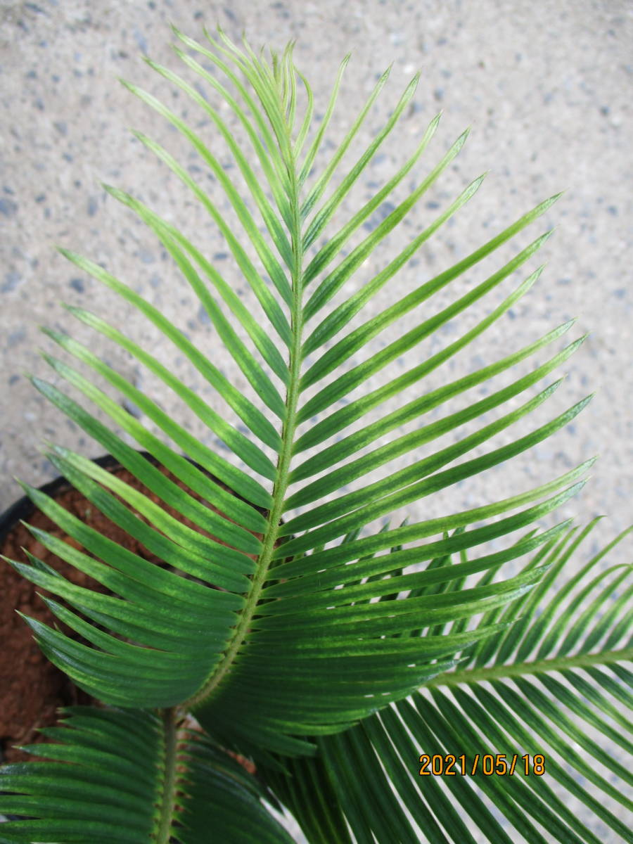 ソテツ変わり葉 135ポット 観葉植物 奄美大島産ソテツ 観葉植物 売買されたオークション情報 Yahooの商品情報をアーカイブ公開 オークファン Aucfan Com