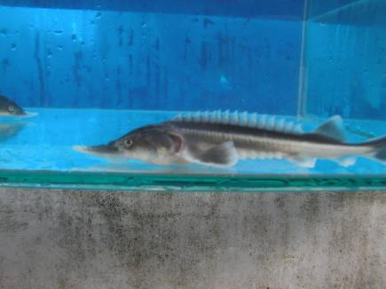 鯉 飼育の平均価格は6 5円 ヤフオク 等の鯉 飼育のオークション売買情報は52件が掲載されています