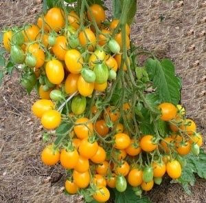 ミニトマトのヤフオク の相場 価格を見る ヤフオク のミニトマトのオークション売買情報は134件が掲載されています