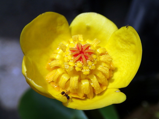 △s∩d▽ 【オゼコウホネ：2芽株】水草・シダ・観葉植物・野草・珍種