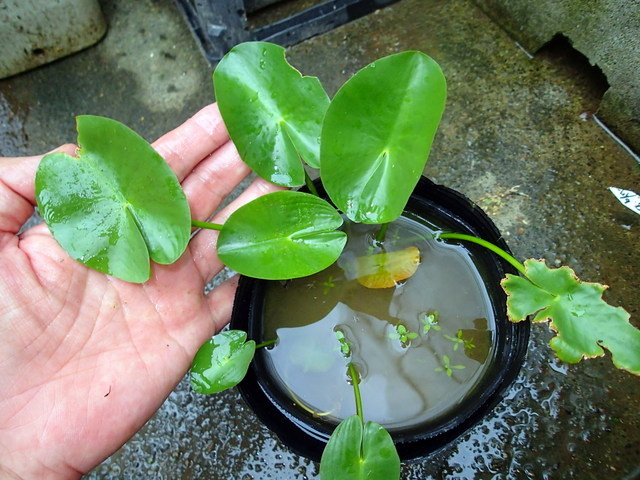 △s∩d▽ 【オゼコウホネ：2芽株】水草・シダ・観葉植物・野草・珍種
