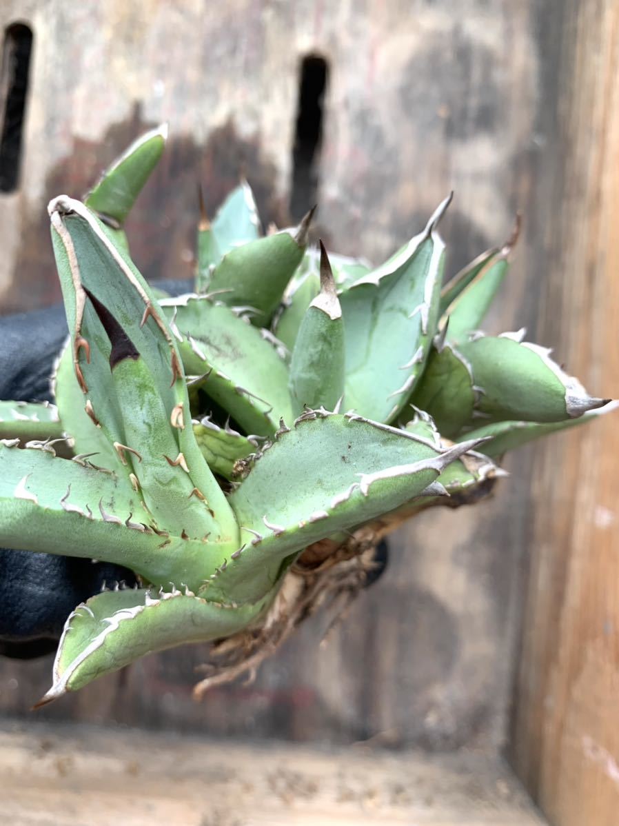 Agave titanota CJ-4 アガベ チタノタ
