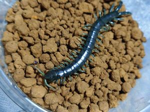 ヤスデのヤフオク の相場 価格を見る ヤフオク のヤスデのオークション売買情報は65件が掲載されています