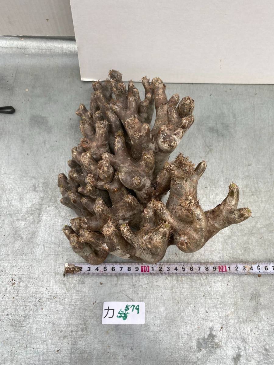 パキポディウムブレビカリックス現地球発根済白肌大株