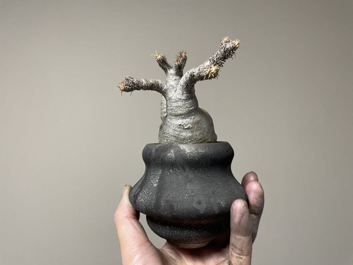 未発根 細川政己 パキポディウムグラキリス パキポディウム グラキリス