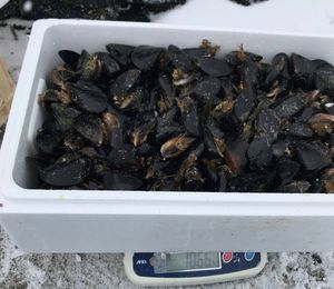 カラス貝のヤフオク の相場 価格を見る ヤフオク のカラス貝のオークション売買情報は57件が掲載されています