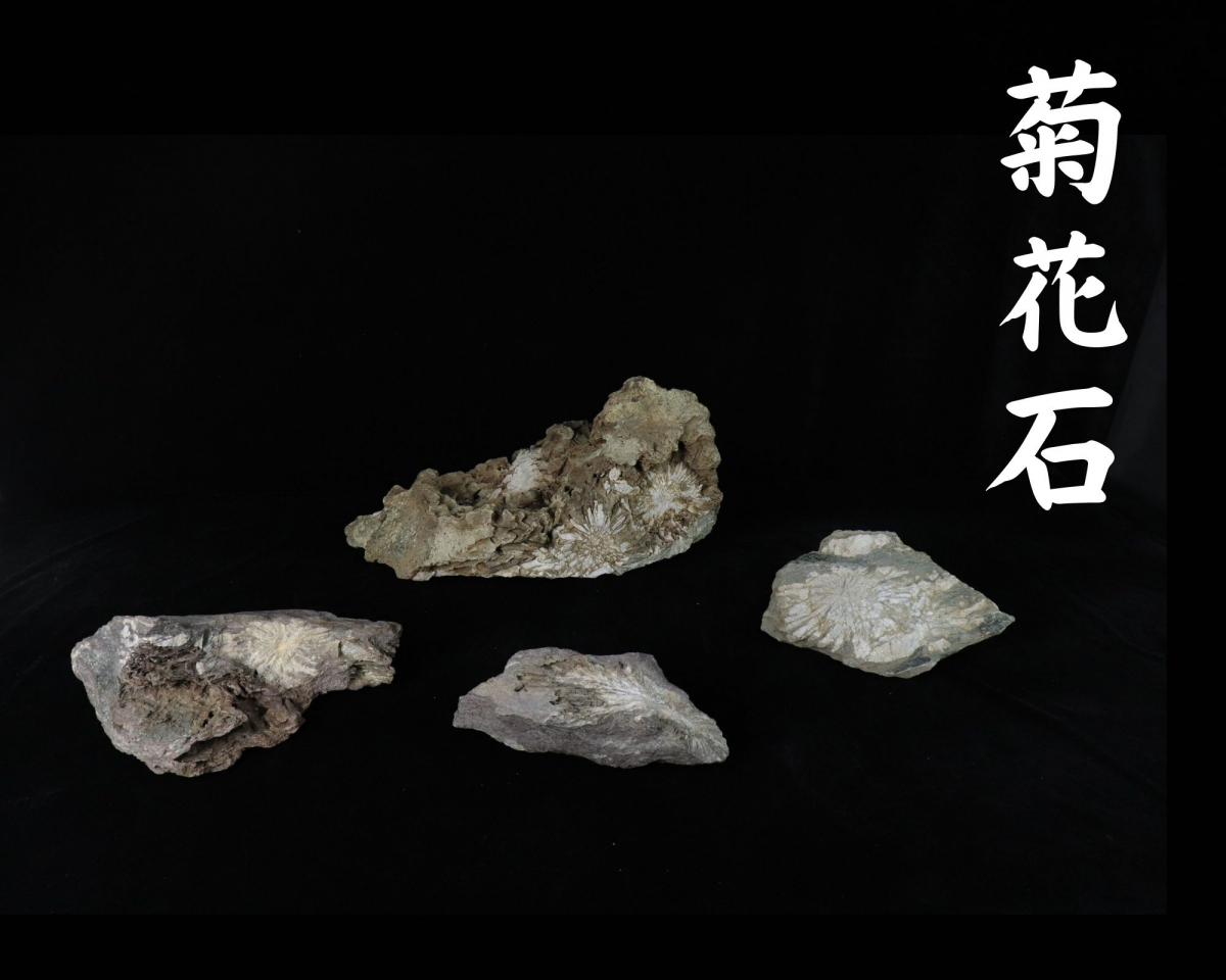 菊花石 鑑賞石 原石 台座付 天然石 花紋石 a04 菊目石の通販