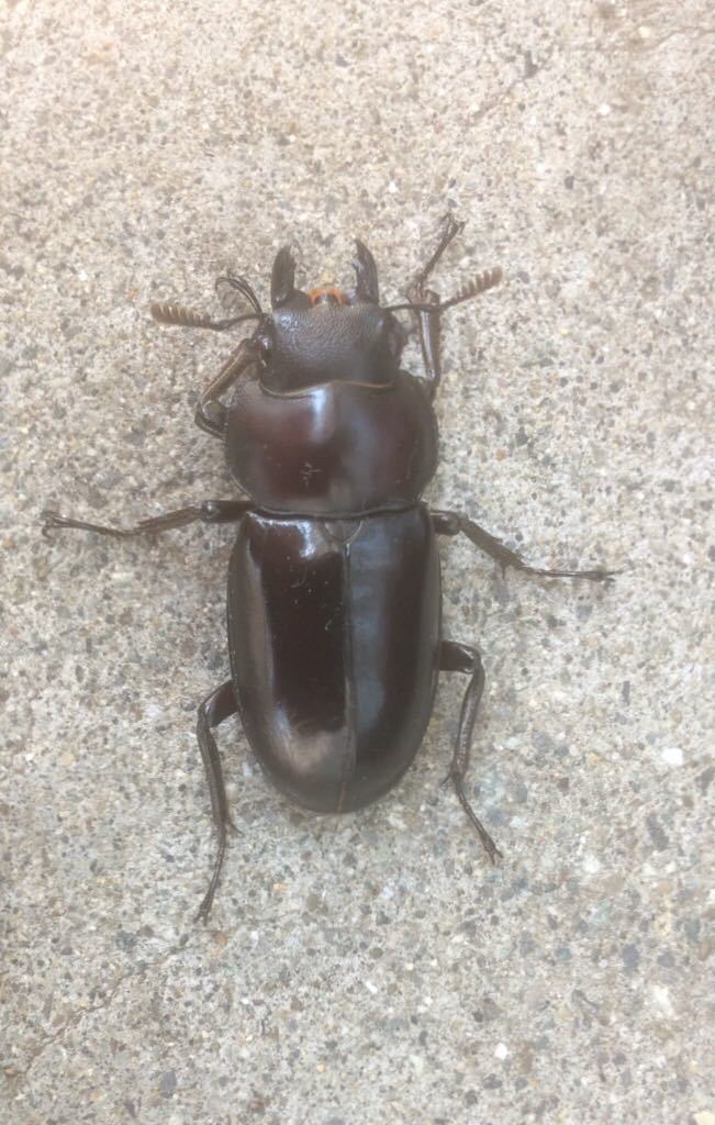 国産オオクワガタ 能勢YG ペア ♂85.3mm(頭幅30.1mm) ♀55.0mm 国産オオクワガタ 能勢YG ペア ♂85.3mm(頭幅30.1mm) ♀55.0mm