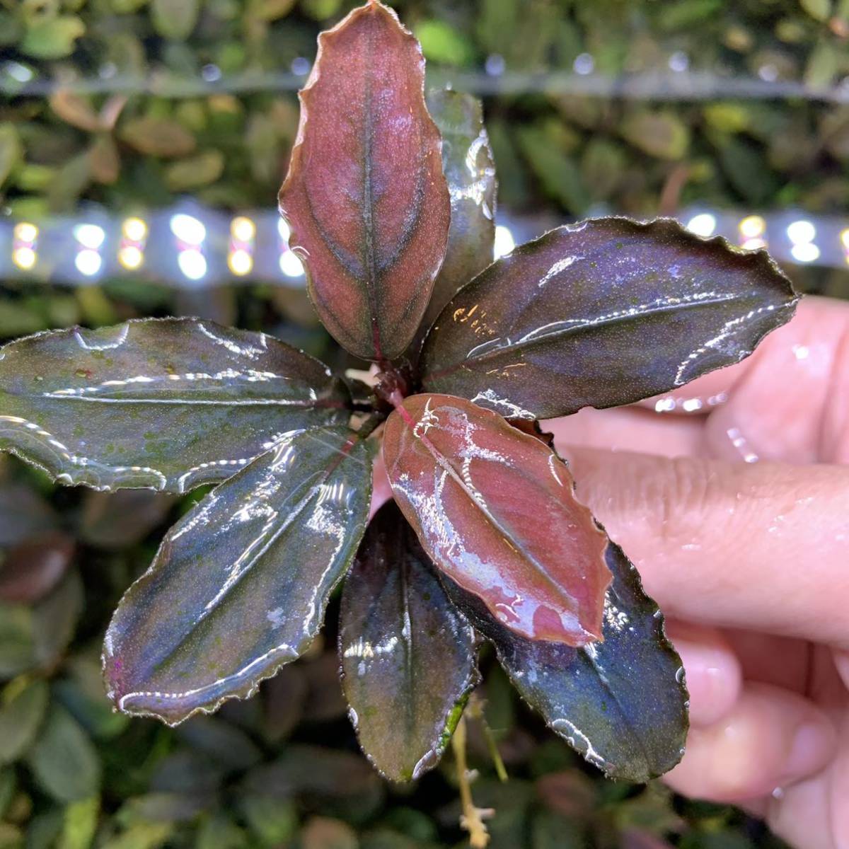 sp. Bucephalandra ブセファランドラ ブセファランドラsp.スカダウ