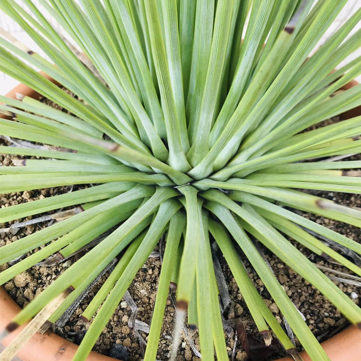 アガベ ストリクタ 吹上 agave stricta 10号鉢