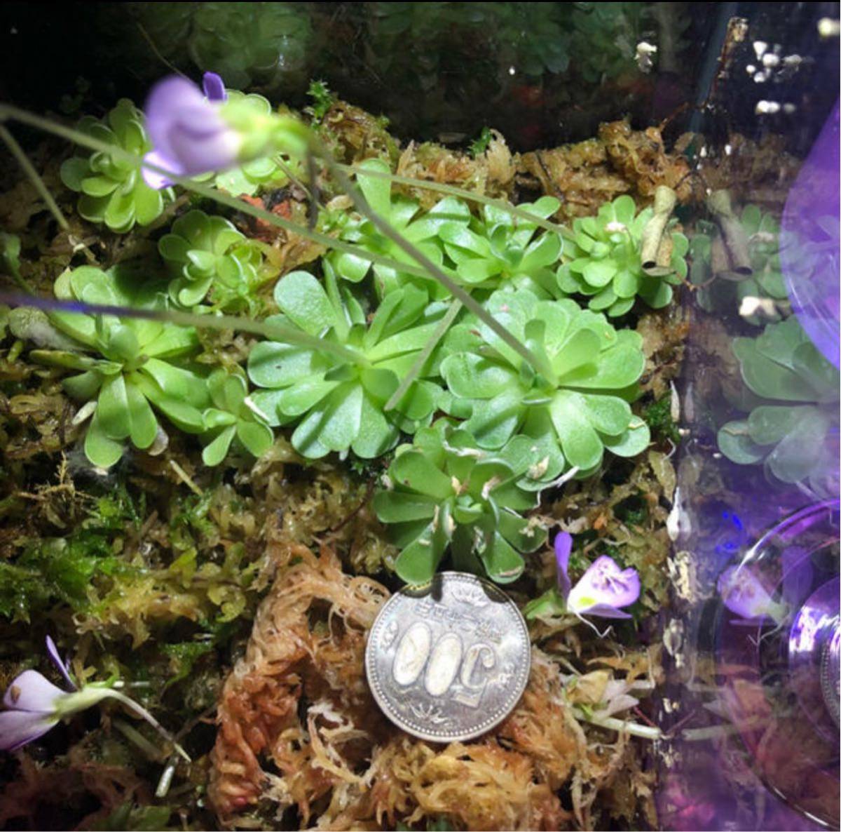 ピンギキュラ エセリアナ3株 虫取りスミレ 食虫植物 観葉植物 売買されたオークション情報 Yahooの商品情報をアーカイブ公開 オークファン Aucfan Com