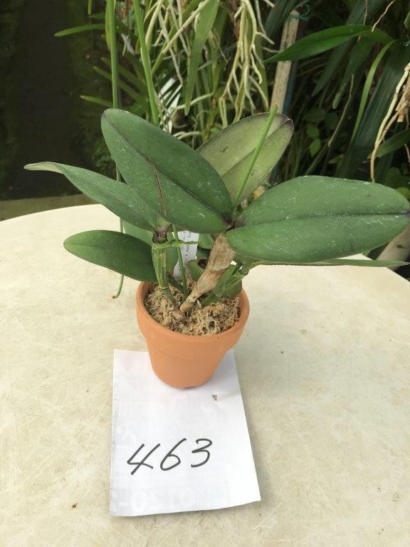 新作入荷，得価 HIF洋蘭 463 C. schilleriana x sib. rubra 'Tijoro' x coerulea(ラン)｜売買されたオークション情報、yahooの商品情報をアーカイブ公開 - オークファン ラン