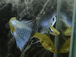 グッピーのヤフオク の相場 価格を見る ヤフオク のグッピーのオークション売買情報は1 616件が掲載されています