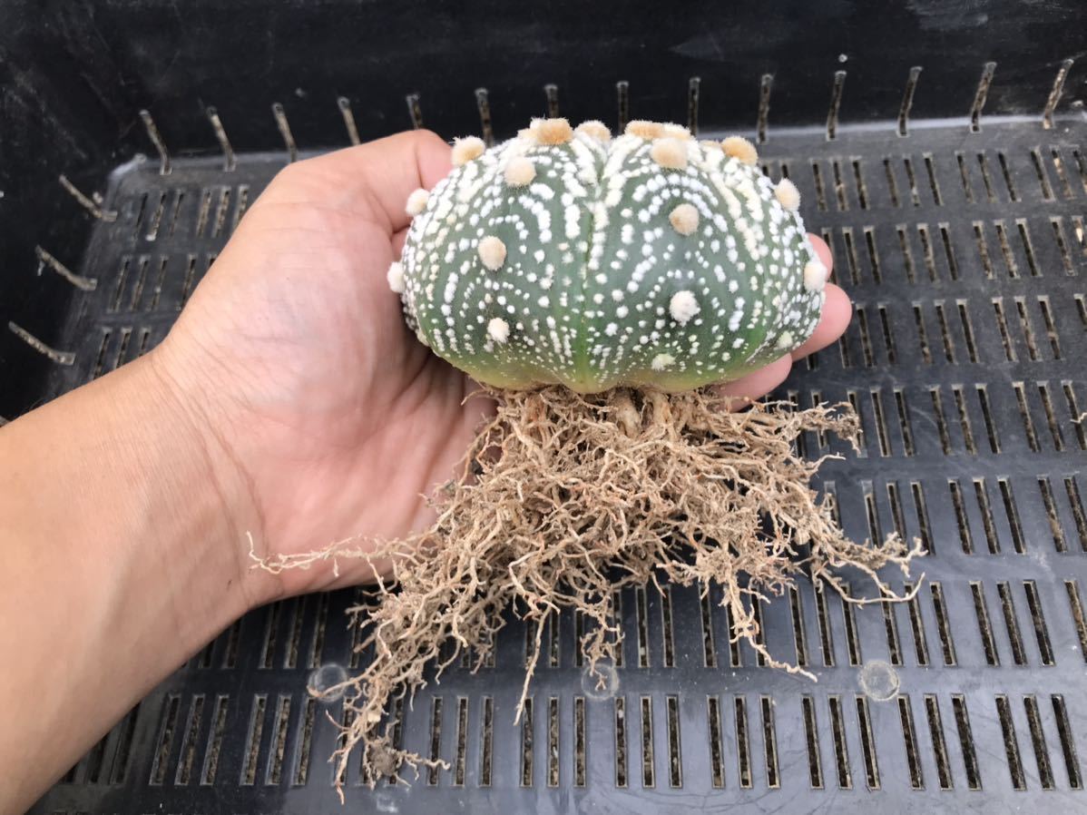 ☆サボテン・多肉植物☆ 兜実生苗③ 【公式通販】