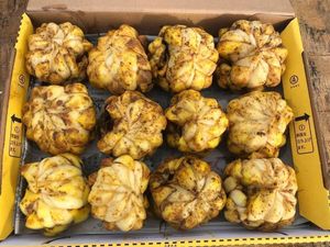 ユリ 球根のヤフオク の相場 価格を見る ヤフオク のユリ 球根のオークション売買情報は155件が掲載されています