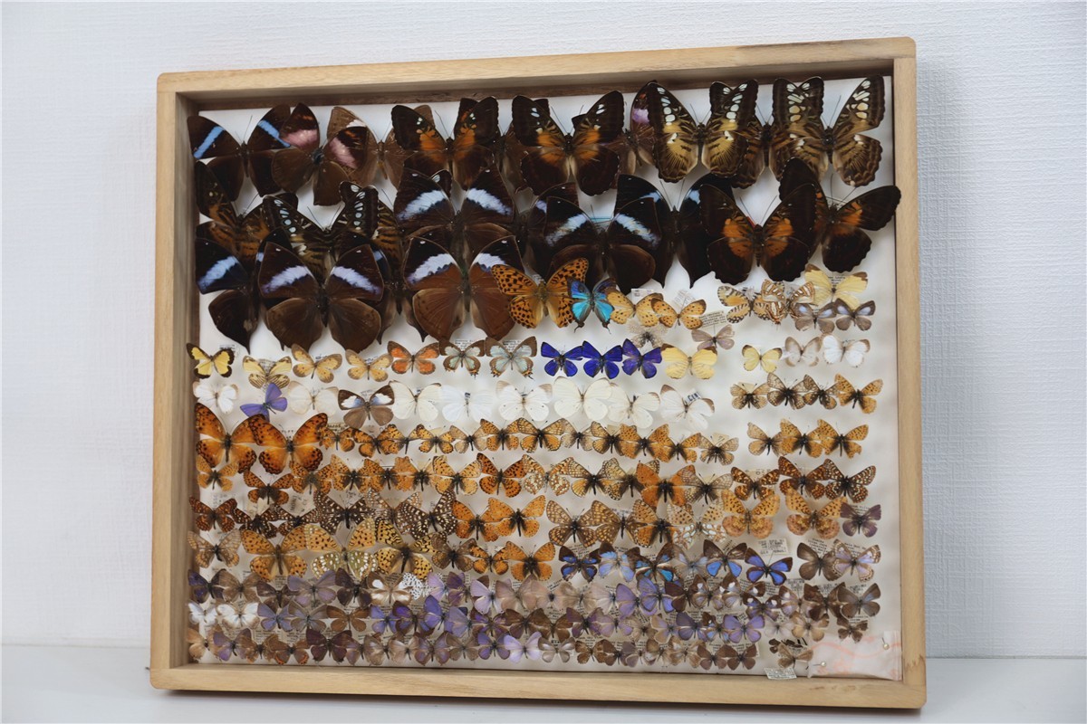 チョウ 蝶 標本 昭和 当時物 蝶標本 Palilio machaon アゲハチョウ 数不明 木箱 沖縄 希少 入手困難 注目 亜種 チョウ 標本151 - | 昆虫標本 日本のチョウ 東京書芸館公式通販ウェブ アゲハチョウ