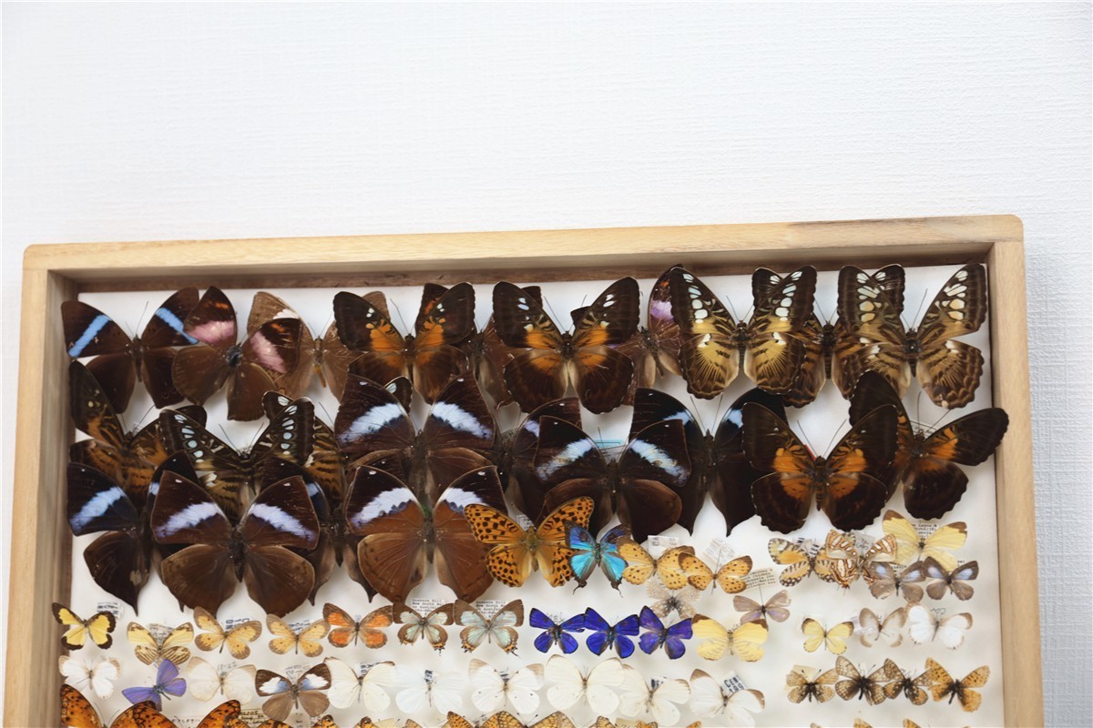 チョウ 蝶 標本 昭和 当時物 蝶標本 Palilio machaon アゲハチョウ 数不明 木箱 沖縄 希少 入手困難 注目 亜種 チョウ 標本151 - | 昆虫標本 日本のチョウ 東京書芸館公式通販ウェブ アゲハチョウ