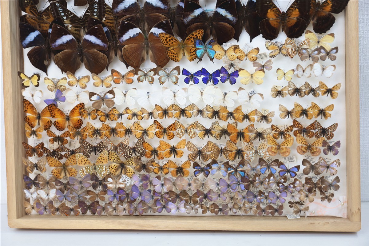チョウ 蝶 標本 昭和 当時物 蝶標本 Palilio machaon アゲハチョウ 数不明 木箱 沖縄 希少 入手困難 注目 亜種 チョウ 標本151 - | 昆虫標本 日本のチョウ 東京書芸館公式通販ウェブ アゲハチョウ