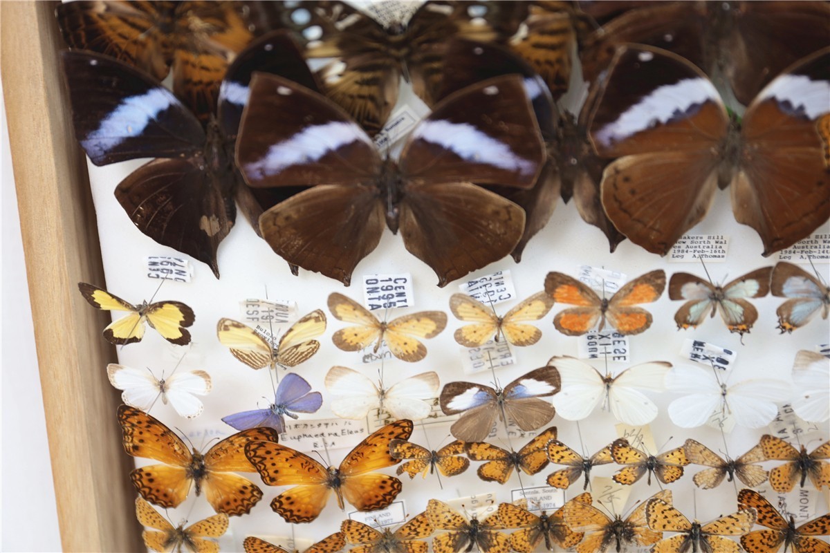 チョウ 蝶 標本 昭和 当時物 蝶標本 Palilio machaon アゲハチョウ 数不明 木箱 沖縄 希少 入手困難 注目 亜種 チョウ 標本151 - | 昆虫標本 日本のチョウ 東京書芸館公式通販ウェブ アゲハチョウ