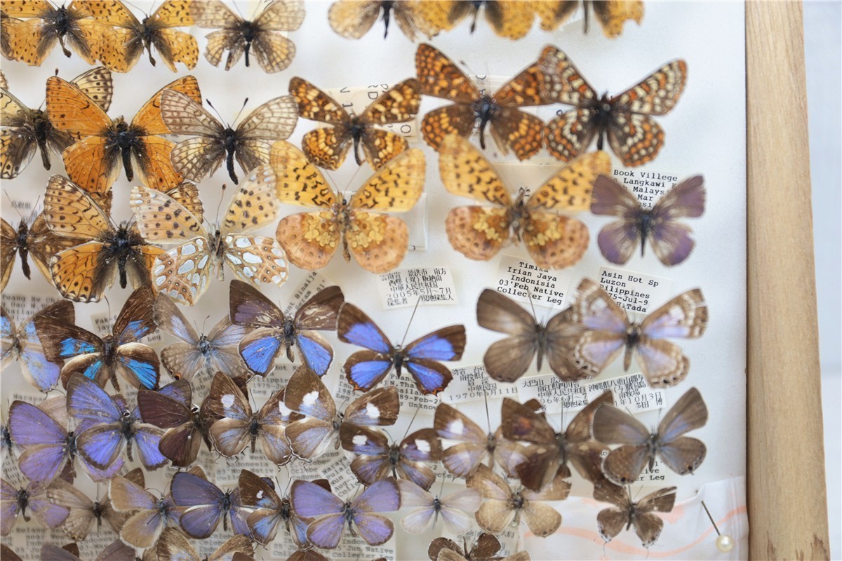 チョウ 蝶 標本 昭和 当時物 蝶標本 Palilio machaon アゲハチョウ 数不明 木箱 沖縄 希少 入手困難 注目 亜種 チョウ 標本151 - | 昆虫標本 日本のチョウ 東京書芸館公式通販ウェブ アゲハチョウ