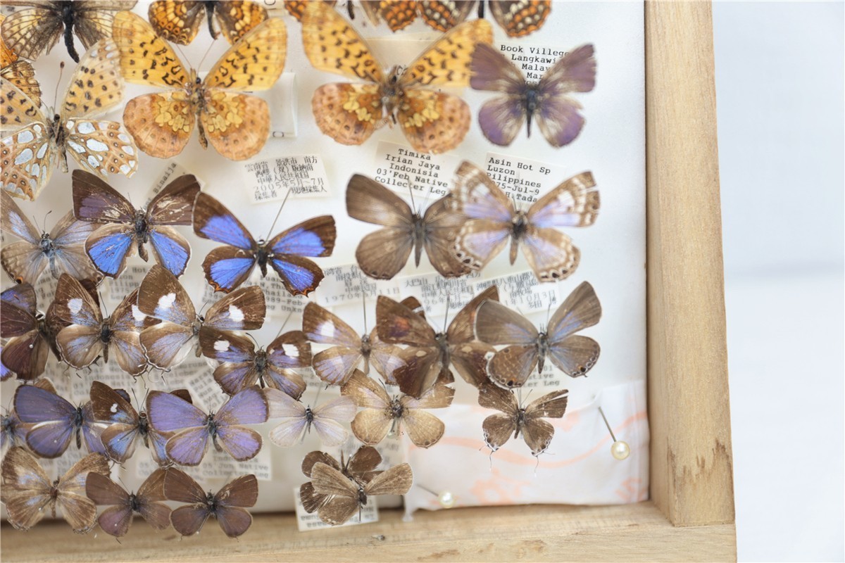 チョウ 蝶 標本 昭和 当時物 蝶標本 Palilio machaon アゲハチョウ 数不明 木箱 沖縄 希少 入手困難 注目 亜種 チョウ 標本151 - | 昆虫標本 日本のチョウ 東京書芸館公式通販ウェブ アゲハチョウ
