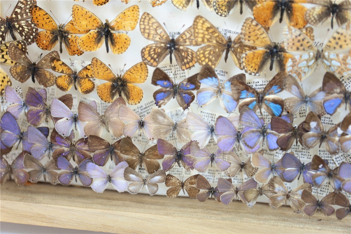 チョウ 蝶 標本 昭和 当時物 蝶標本 Palilio machaon アゲハチョウ 数不明 木箱 沖縄 希少 入手困難 注目 亜種 チョウ 標本151 - | 昆虫標本 日本のチョウ 東京書芸館公式通販ウェブ アゲハチョウ