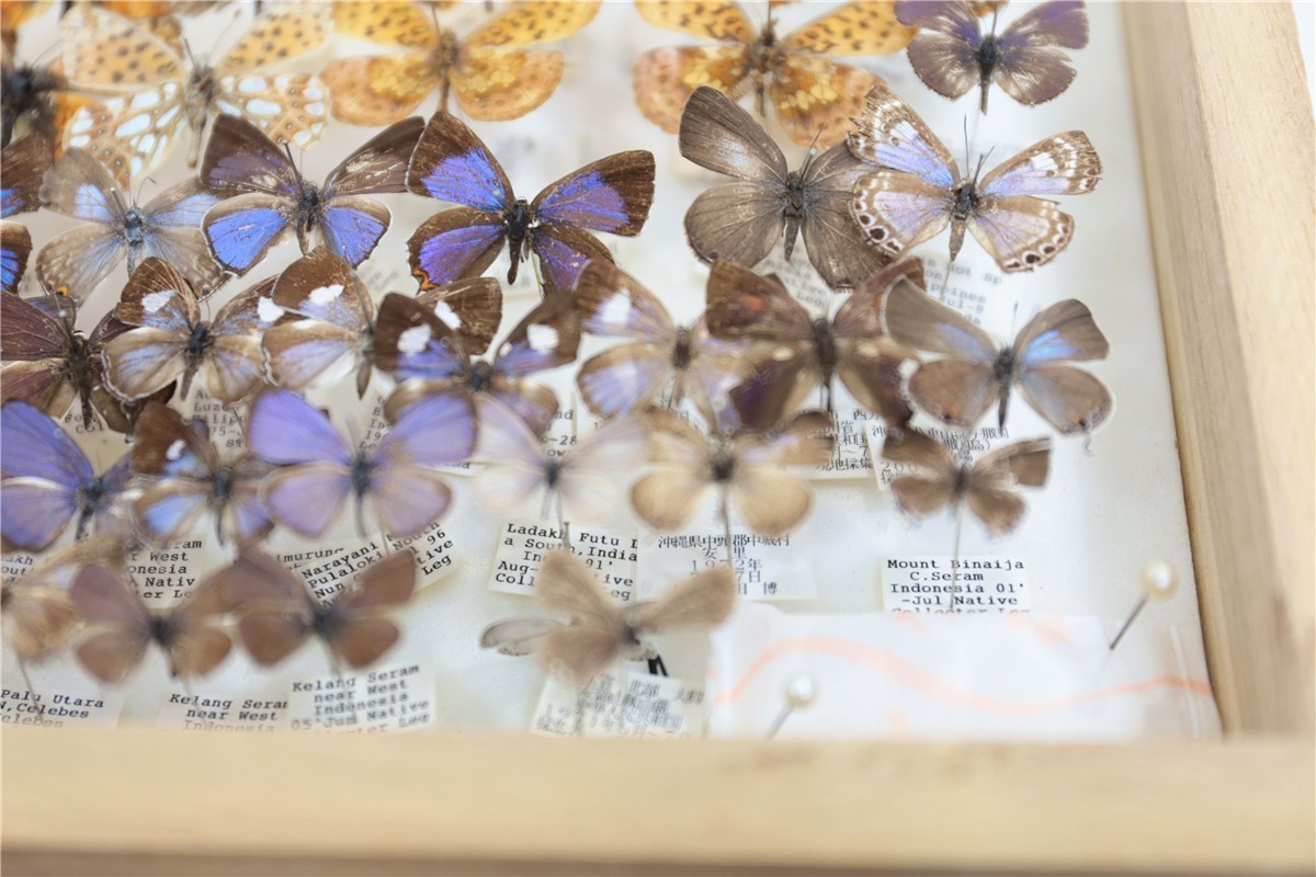 チョウ 蝶 標本 昭和 当時物 蝶標本 Palilio machaon アゲハチョウ 数不明 木箱 沖縄 希少 入手困難 注目 亜種 チョウ 標本151 - | 昆虫標本 日本のチョウ 東京書芸館公式通販ウェブ アゲハチョウ