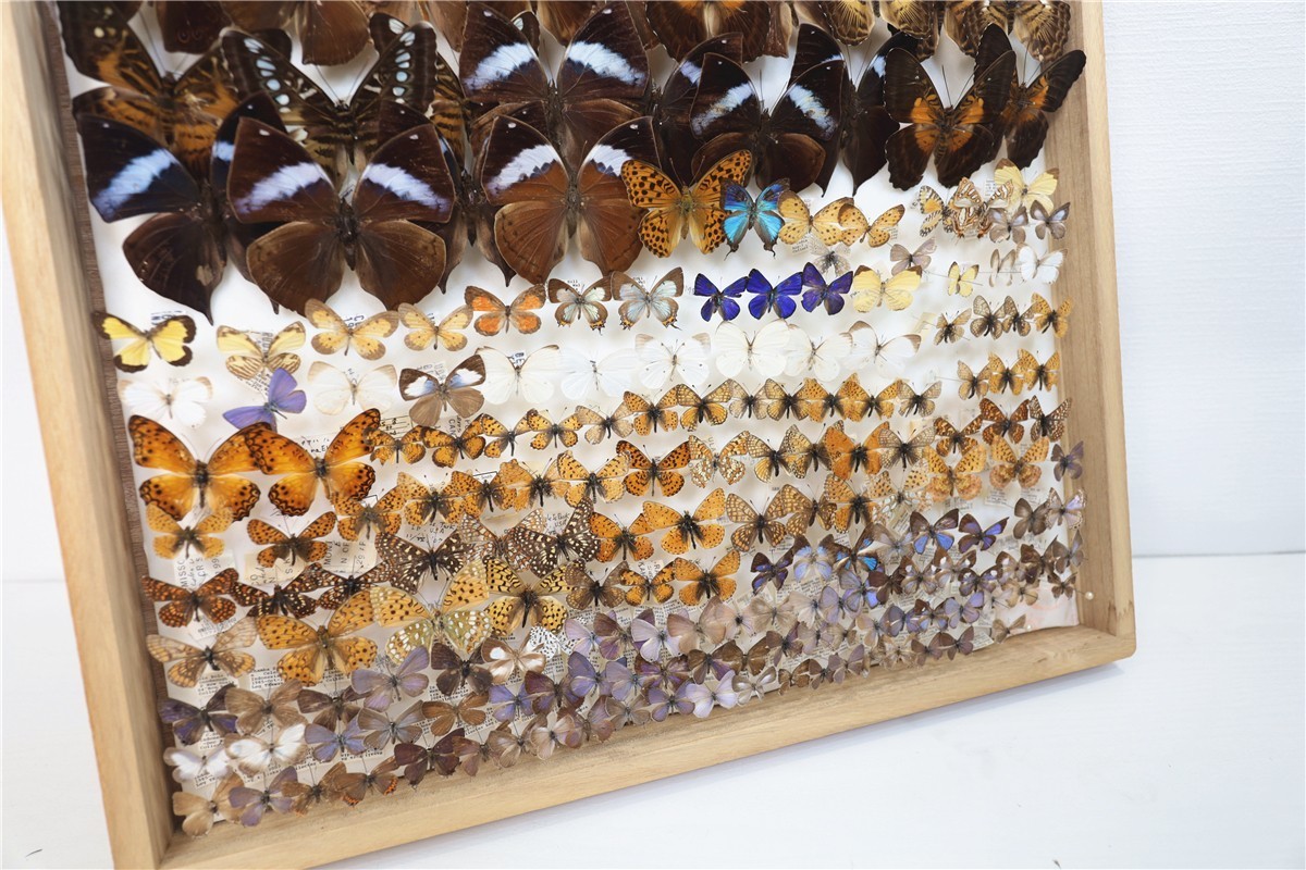 チョウ 蝶 標本 昭和 当時物 蝶標本 Palilio machaon アゲハチョウ 数不明 木箱 沖縄 希少 入手困難 注目 亜種 チョウ 標本151 - | 昆虫標本 日本のチョウ 東京書芸館公式通販ウェブ アゲハチョウ