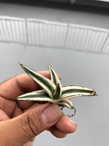 アガベ 氷山のヤフオク の相場 価格を見る ヤフオク のアガベ 氷山のオークション売買情報は45件が掲載されています