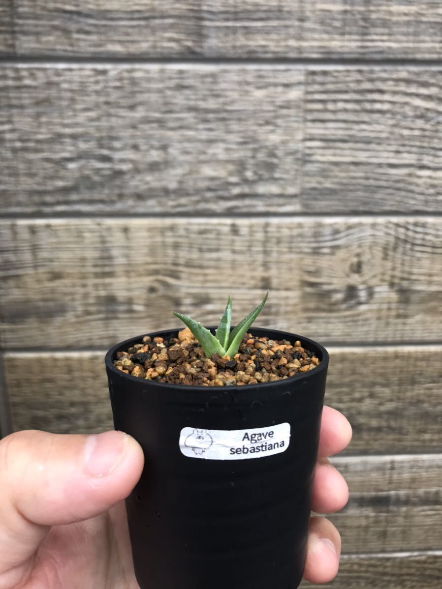 アガベ セバスティアーナ ソテツ ユッカ アロエ パキポディウム サイカス リュウゼツラン 多肉 塊根 塊茎 コーデックス サボテン アガベ 売買されたオークション情報 Yahooの商品情報をアーカイブ公開 オークファン Aucfan Com