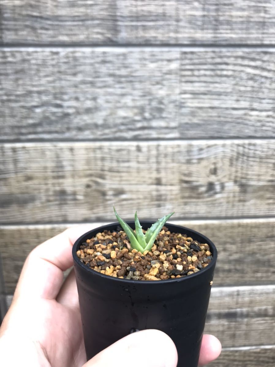 アガベ セバスティアーナ ソテツ ユッカ アロエ パキポディウム サイカス リュウゼツラン 多肉 塊根 塊茎 コーデックス サボテン アガベ 売買されたオークション情報 Yahooの商品情報をアーカイブ公開 オークファン Aucfan Com