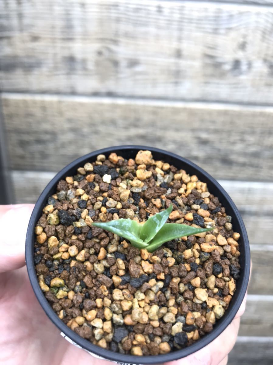 アガベ セバスティアーナ ソテツ ユッカ アロエ パキポディウム サイカス リュウゼツラン 多肉 塊根 塊茎 コーデックス サボテン アガベ 売買されたオークション情報 Yahooの商品情報をアーカイブ公開 オークファン Aucfan Com