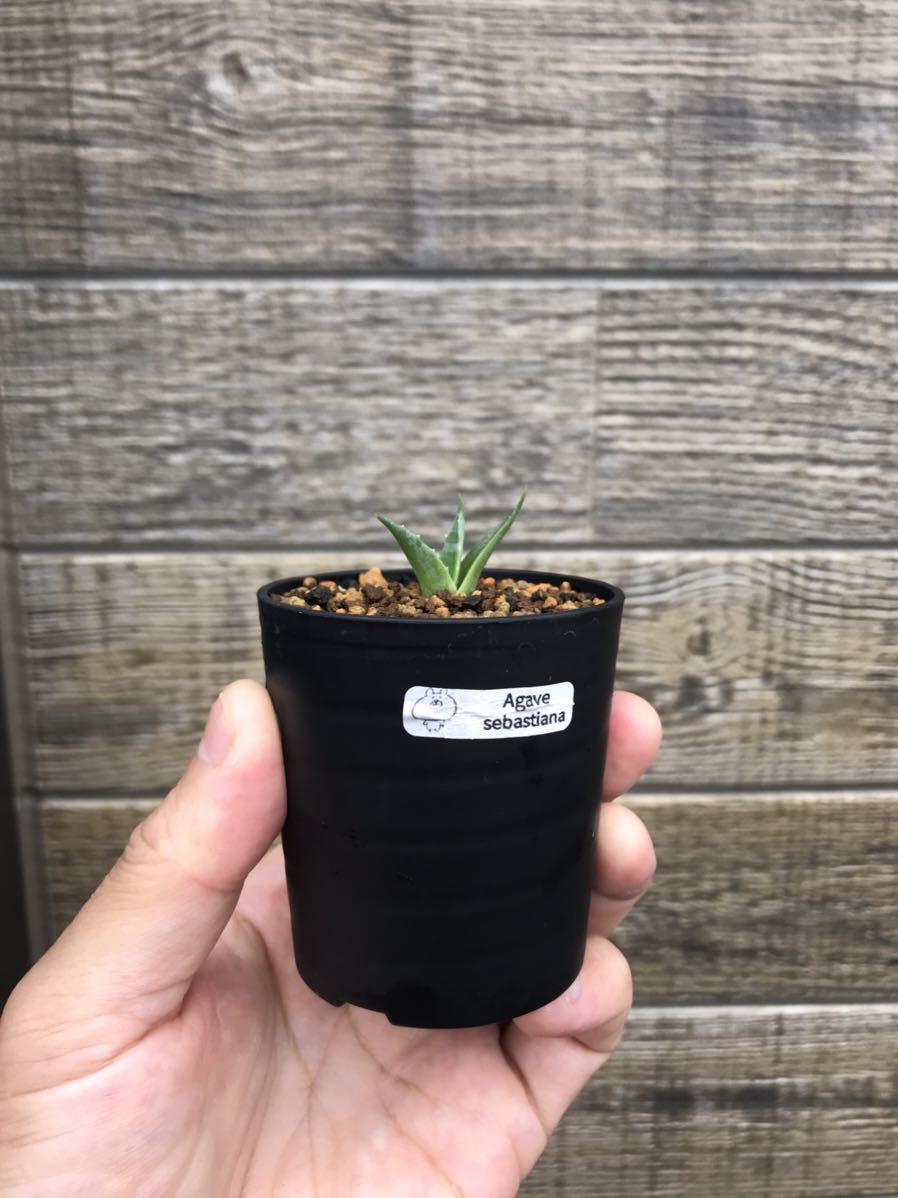 アガベ セバスティアーナ ソテツ ユッカ アロエ パキポディウム サイカス リュウゼツラン 多肉 塊根 塊茎 コーデックス サボテン アガベ 売買されたオークション情報 Yahooの商品情報をアーカイブ公開 オークファン Aucfan Com