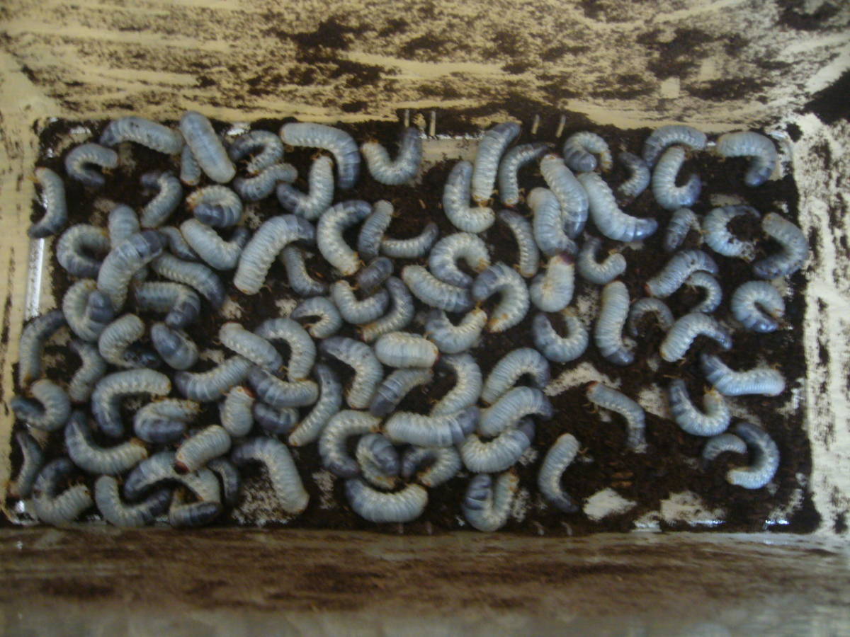 愛知県産 カブトムシ幼虫 初令 ２令混合 匹 国産 売買されたオークション情報 Yahooの商品情報をアーカイブ公開 オークファン Aucfan Com