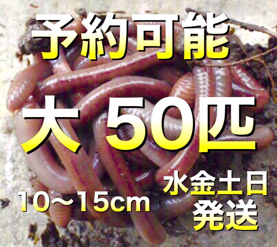 天然 ドバミミズ 水金土日曜 発送 ミミズ 餌 エサ 釣りえさ 生き餌 キジ 送料元払い 80サイズ 大50匹 生き餌 売買されたオークション情報 Yahooの商品情報をアーカイブ公開 オークファン Aucfan Com
