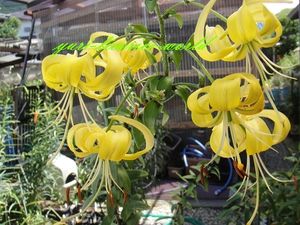 オニユリのヤフオク の相場 価格を見る ヤフオク のオニユリのオークション売買情報は146件が掲載されています